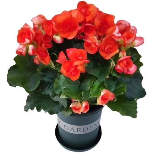 重瓣丽格海棠花盆栽带花天竺葵室内长寿花卉植物阳台四季开花小苗 - 图3