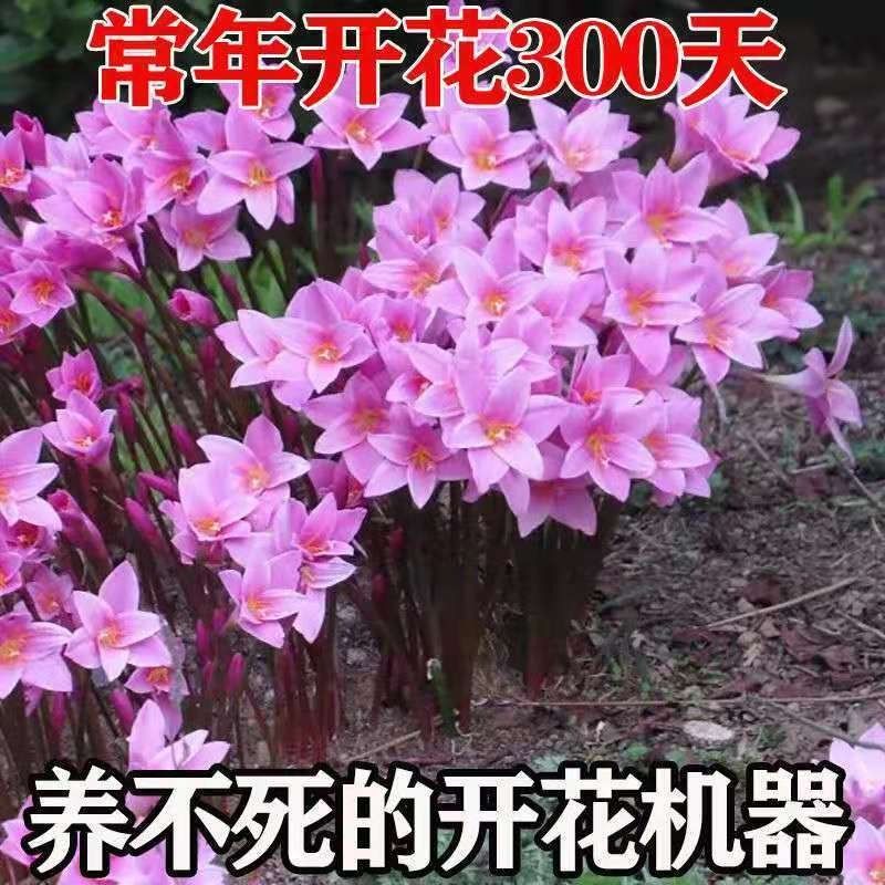 四季开花重瓣风雨兰种球庭院阳台绿植盆栽花卉植物内好养易活韭兰-图1