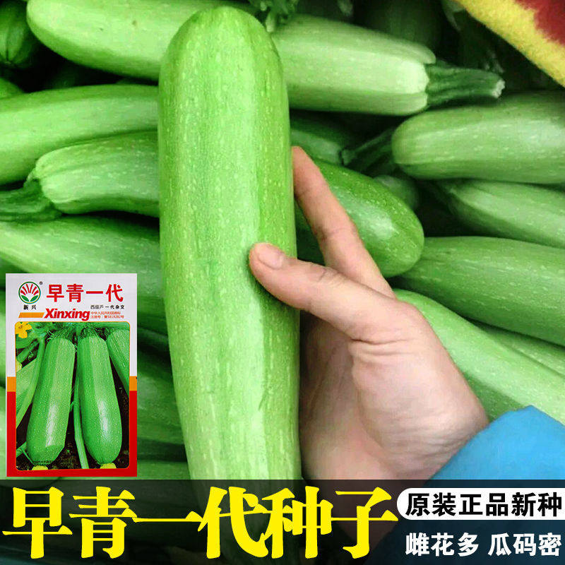 早熟杂交西葫芦种子西葫种籽占瓜菜茭瓜籽种西湖瓜春季秋季四季播_虎窝淘