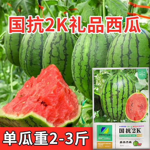 正品国抗2K西瓜种子礼品西瓜糖达14耐病高产基地用红小玉礼品西瓜 - 图1