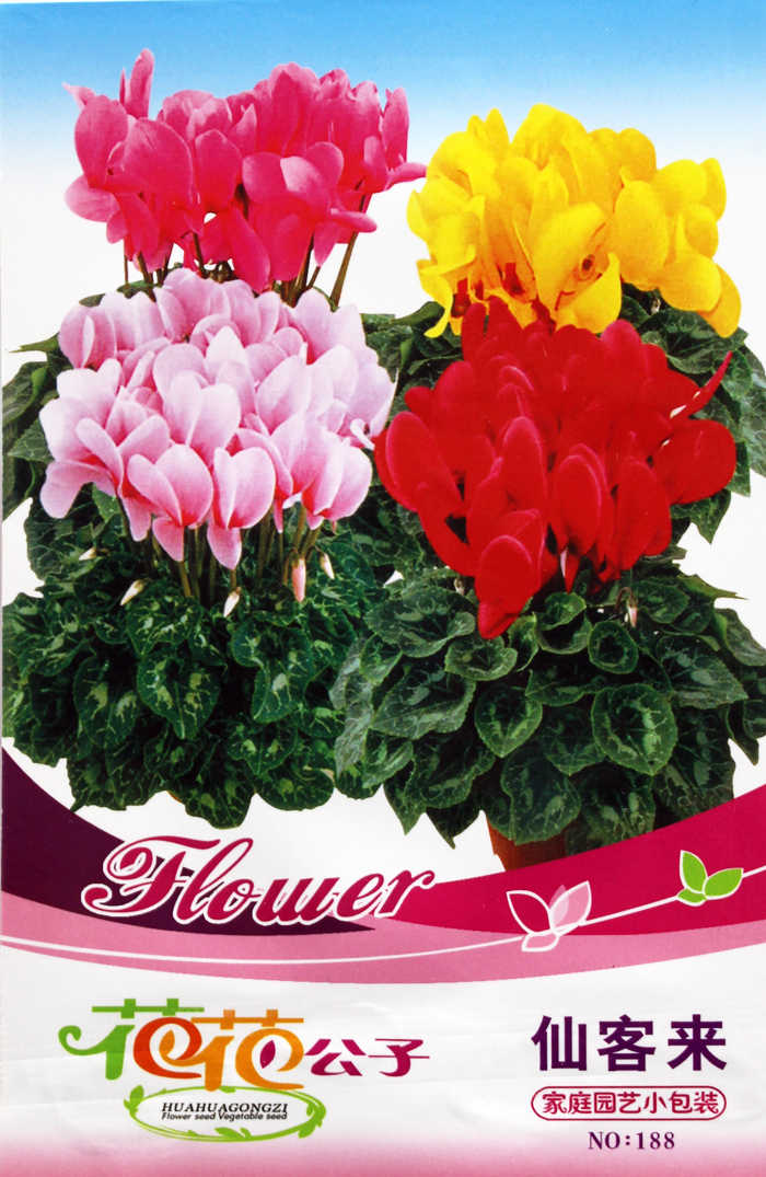 仙客来花种子 观赏绿植花卉 耐热 易种 阳台盆栽庭院 可无土栽培 - 图0