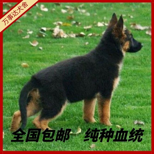 纯种德牧幼犬大型犬警犬弓背黑背幼崽狼狗德国牧羊犬幼犬宠物狗狗 - 图2