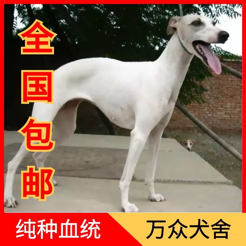 灵缇犬幼犬格力犬活体纯种意大利小灵缇猎兔犬细狗犬成年惠比特犬-图0