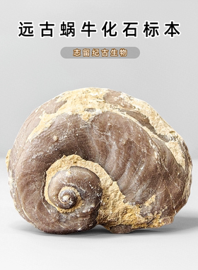 云南海洋生物宽角螺化石儿童礼物