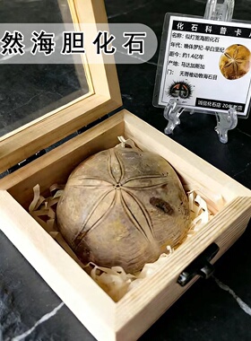 抛光海胆化石矿石原石教学标本