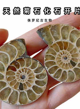 海螺菊石化石标本切开片收藏礼物
