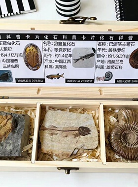 天然三叶虫鱼菊石化石标本套盒