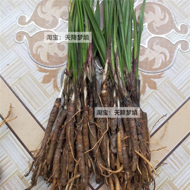 仙茅苗独脚仙茅多年生植物地棕苗新鲜独茅根独脚丝茅现挖仙茅苗_虎窝淘