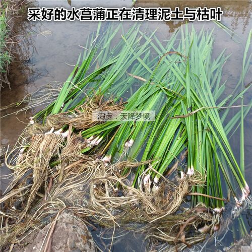 现挖新鲜水菖蒲根 臭蒲根 白菖蒲整株 药材 叶子 水菖蒲全株 鲜根 - 图2