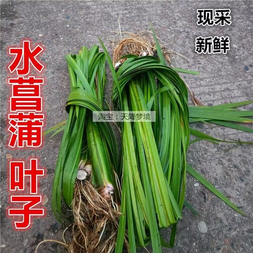 现挖新鲜水菖蒲根 臭蒲根 白菖蒲整株 药材 叶子 水菖蒲全株 鲜根 - 图0