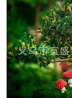 跨境新款 夜光红蘑菇微景观庭院装饰品摆件设计田园盆栽家居造型