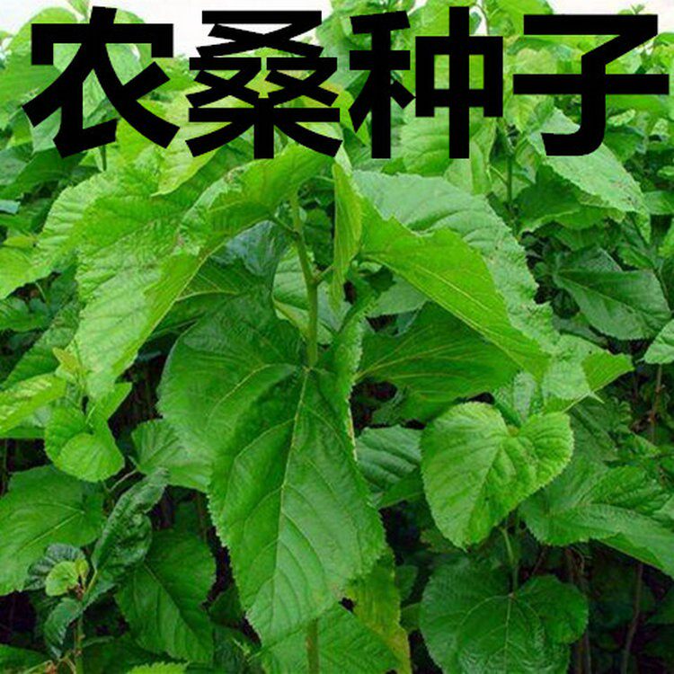 蚕桑种子 桂桑优12 嘉陵20号 华明桑 农桑12号 皖桑 强桑树种子籽