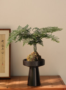 日式高脚侘寂风陶瓷花盆苔藓球爬藤植物专用室内桌面造景盆景摆件