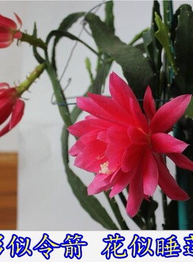 令箭荷花苗带根东北小粉重瓣仙人剑昙花绿植物室内外盆栽进口花卉
