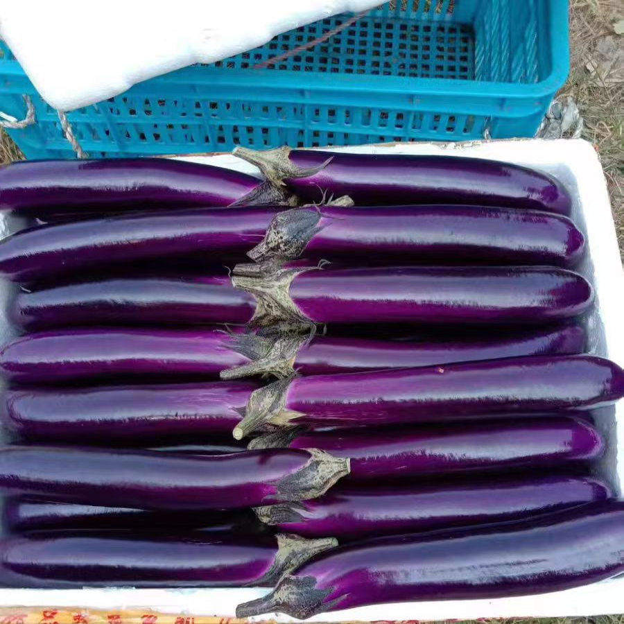 烧烤茄种子黑皮粗棒紫黑长茄种子烧烤茄子大田抗病高产茄子籽,淘宝优惠券,粉丝福利购,淘宝优惠卷