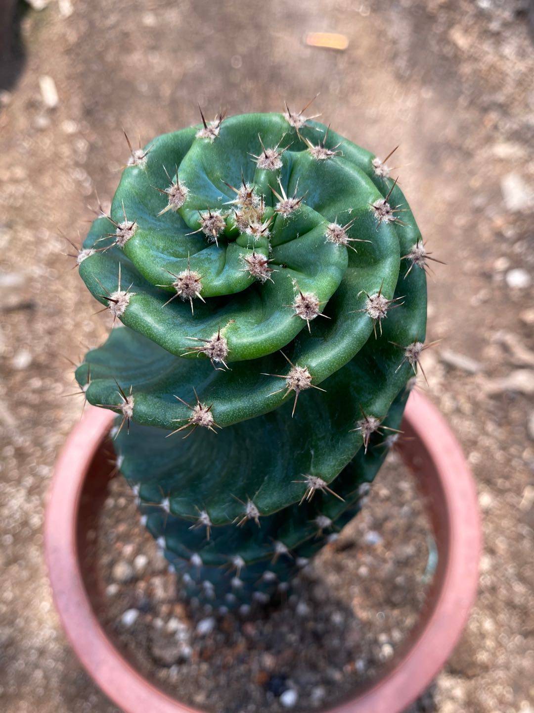 龙卷风螺旋柱仙人掌 龟甲瓣Tornado cactus龟甲龙卷风,淘宝优惠券,粉丝福利购,淘宝优惠卷
