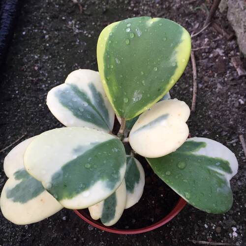 福龙多肉 心叶球兰锦 心型情人球兰 室内盆栽爬藤绿植多肉植物 - 图0