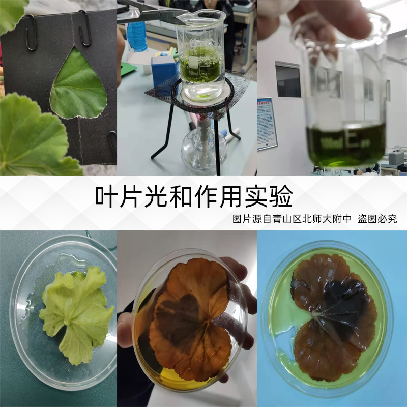 稀碘液洋葱表皮染色试验碘液检测淀粉初中生物试验叶片光和作用 - 图2