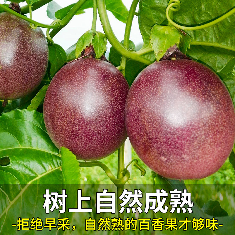  铂果百香果
