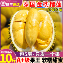 Grade A boutique 10 catty Thai gold pillow durian Shunfeng Fresh fruit When season with shell cat Mountain whole fruit 9