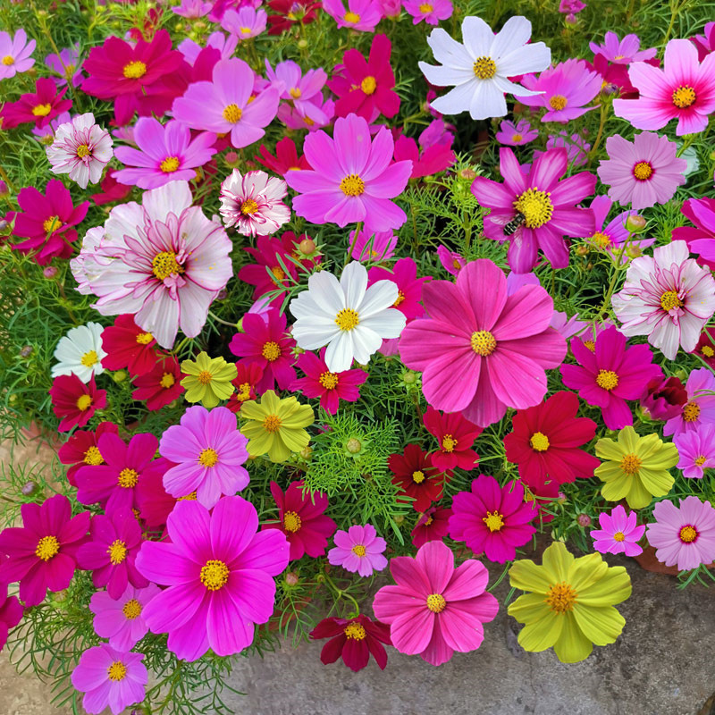 新疆包邮花卉植物盆栽种子室内阳台庭院养花易活四季开花土养鲜花