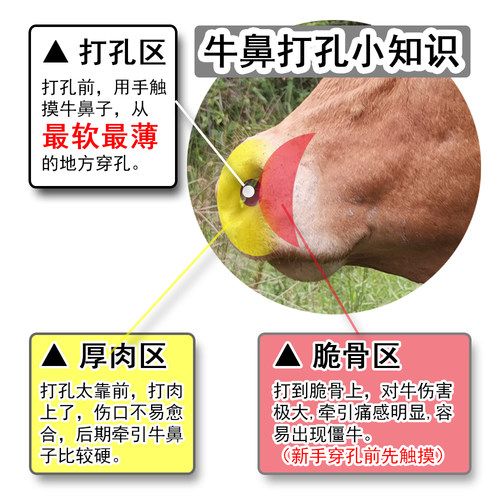 冷式牛鼻栓拴大号塑料牛鼻环牛鼻圈刀针夹穿打孔扣头不锈钢牛鼻钳 - 图1