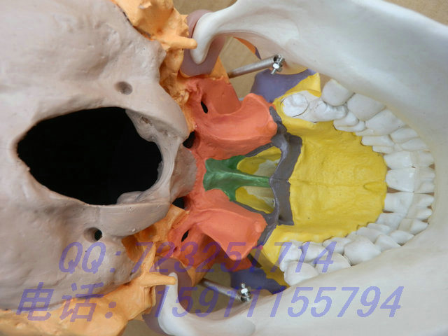 买一赠一 高仿真头骨模型，头骨分区模型，彩色头骨模型 颅底模型 - 图2