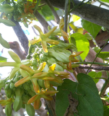 食用夜来香树苗藤本花卉植物爬藤千里香花苗夜兰香夜香花驱蚊虫 虎窝淘