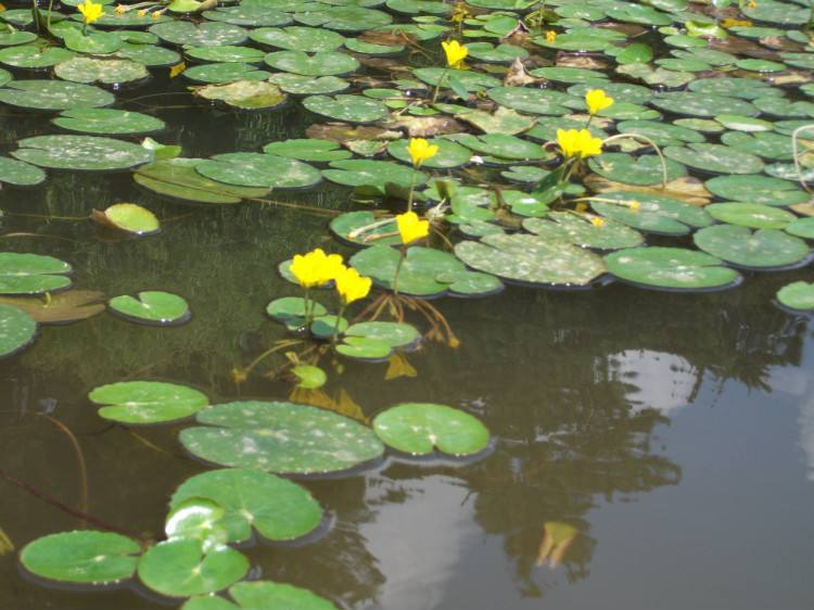 一叶莲黄花荇菜苗 莕菜养鱼龟虾缸造景观微 水草浮萍水生水培植物 - 图2