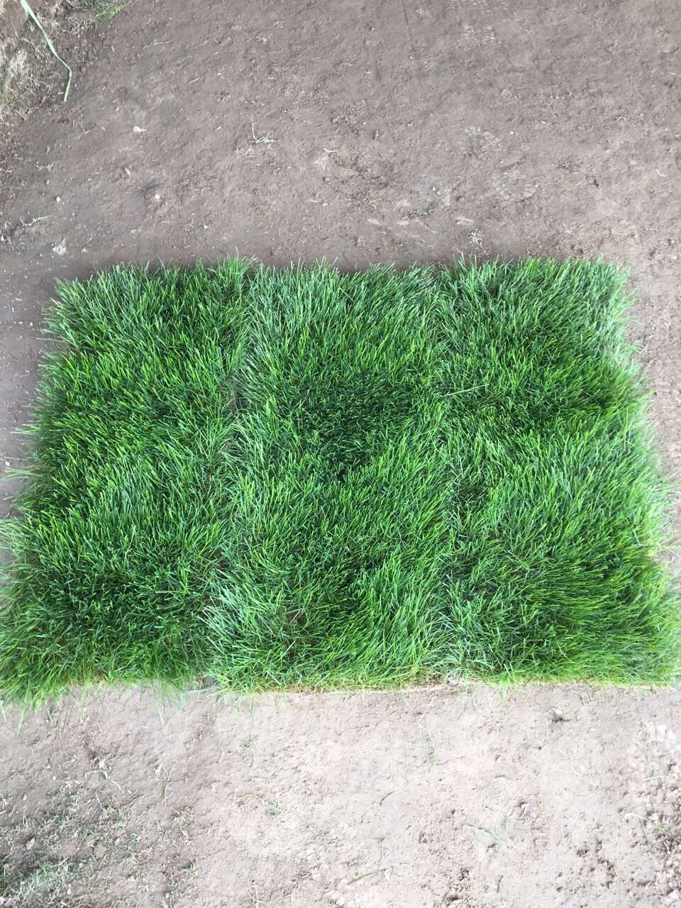 绿化草皮草坪带土 四季青草皮 果岭草 马尼拉草皮 园林庭院别墅