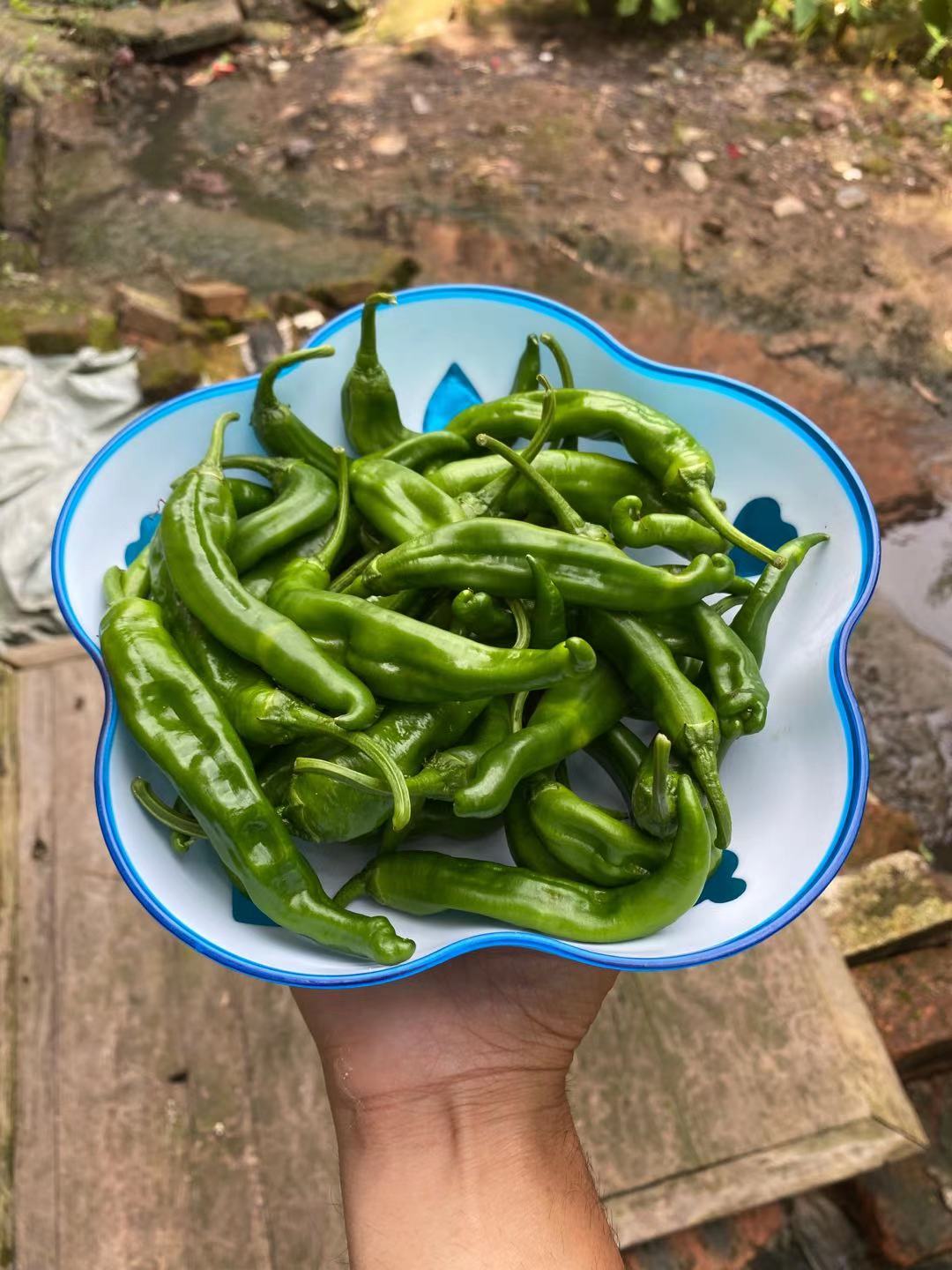 特辣湖南辣椒衡阳耒阳本地种植湘阴辣椒益阳樟树干港辣椒薄皮尖椒 - 图0