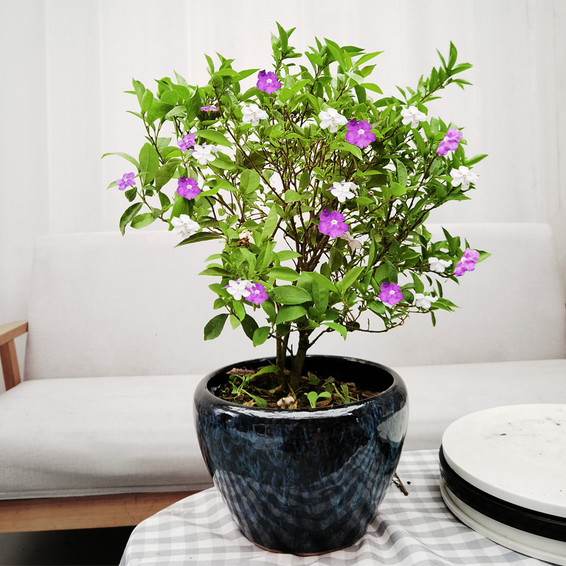 双色茉莉花盆栽浓香型四季花卉变色鸳鸯茉莉室内外阳台花苗绿植物-图0