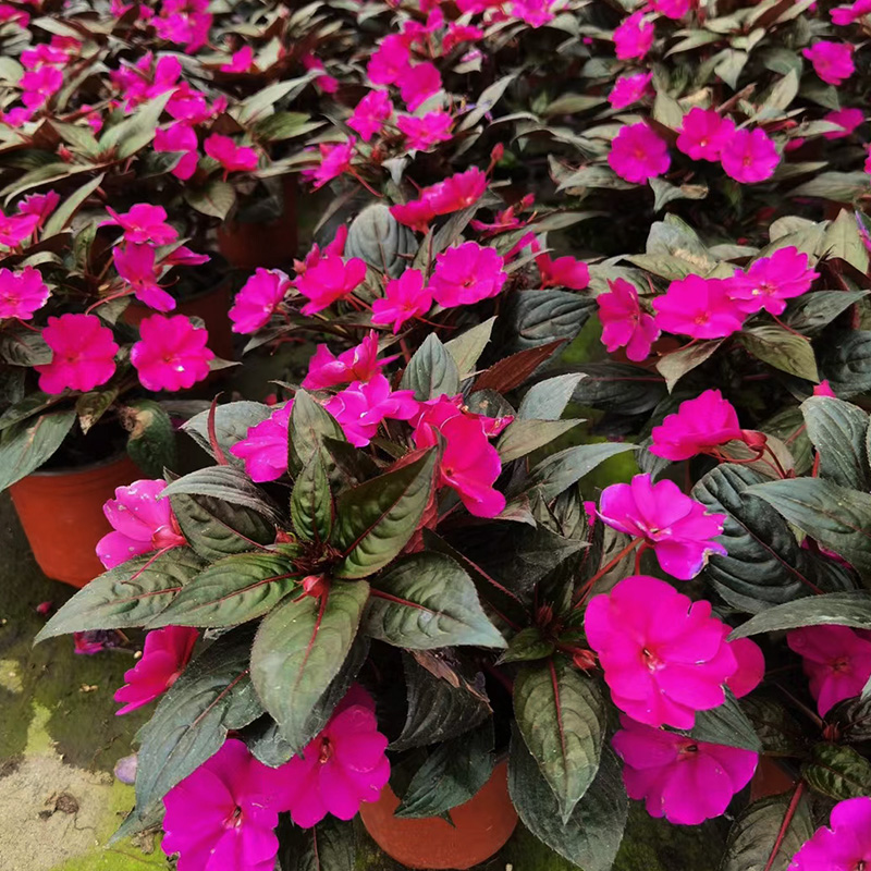 金叶子凤仙花盆栽带花苞阳台花园庭院夏季开花卉植物多年生指甲花 - 图2