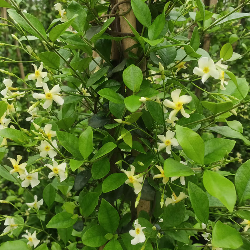 风车茉莉络石藤爬藤植物四季芳香全年常绿阳台庭院花卉绿植盆栽 - 图2