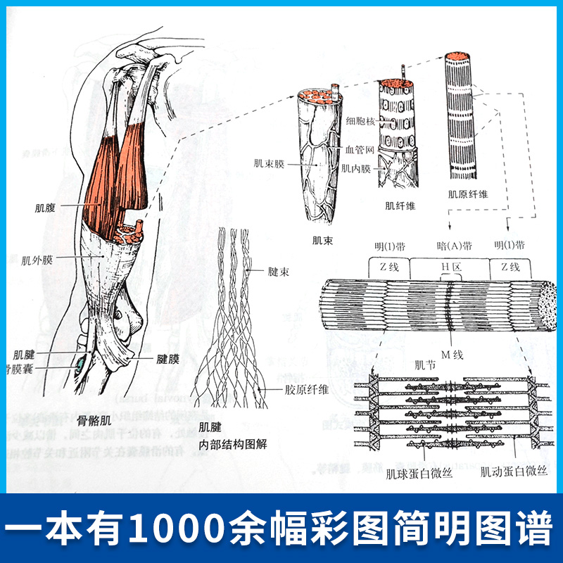 官方正版 运动解剖学图谱 第3版 人民体育出版社运动解刨学运动医学书运动训练力量健身人体肌肉全面解剖图谱体育医学专业书籍理论