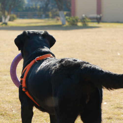 心宠物 澳洲EZYDOG狗狗快套胸背中大小型犬牵引绳宠物项圈防爆冲 - 图2