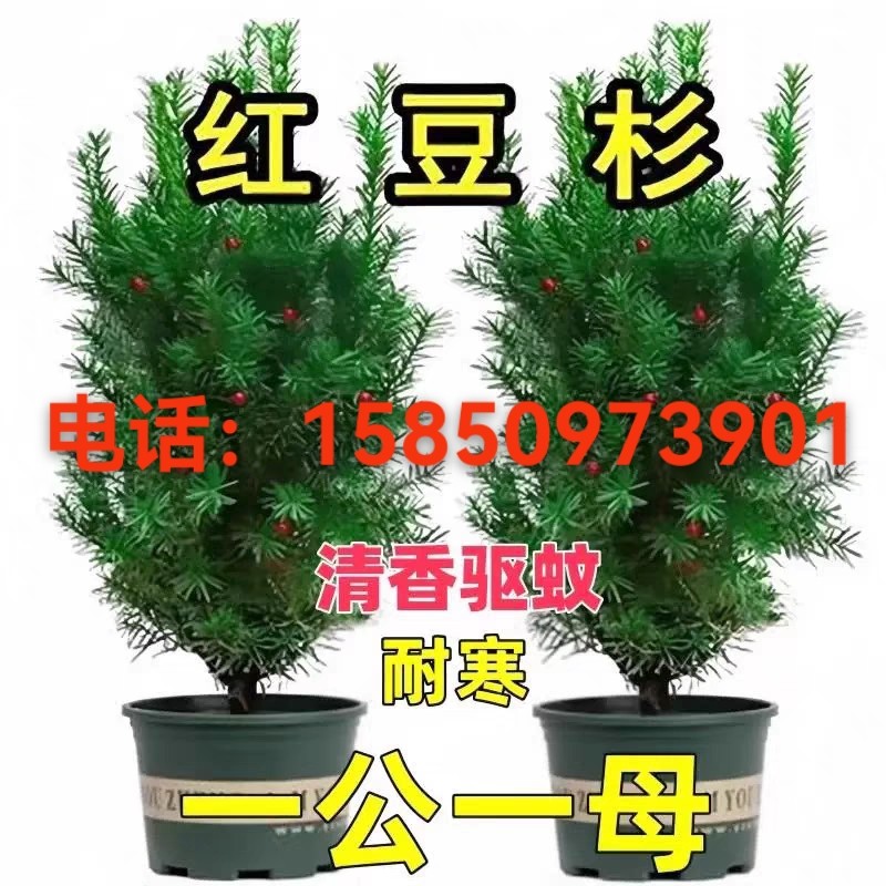 耐寒红豆杉树苗一公一母室内外地栽盆栽红豆杉南北方四季好养绿植