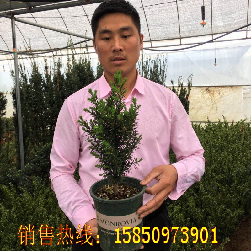 耐寒正宗东北方红豆杉树苗大树盆栽盆景植物室内外绿植公母搭配 - 图0