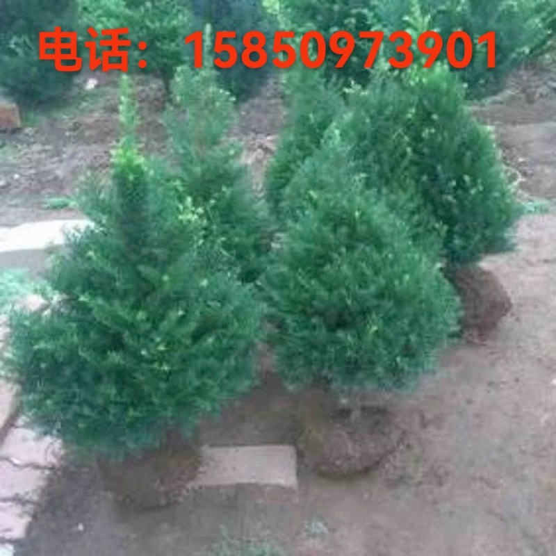 耐寒红豆杉树苗一公一母室内外地栽盆栽红豆杉南北方四季好养绿植