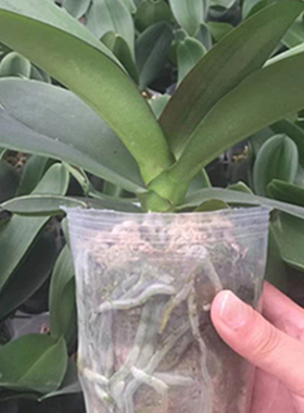 Garden Nursery Pot Plant Growing 18 Sizes Transparent Plasti