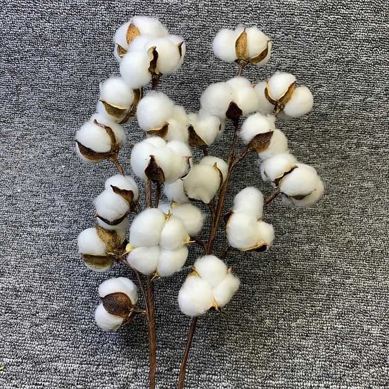 Real Dried Cotton Flowers Tulip White Home Decorative Artifi - 图1