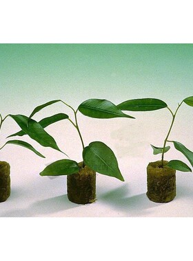 100pcs grow Grodan 1