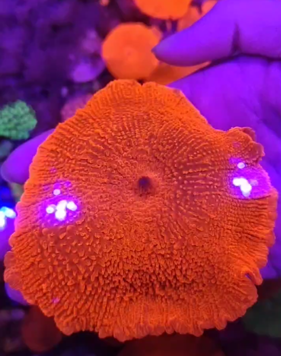 泡泡红菇YUMA菇人工繁殖软体珊瑚RIC菇JB菇菇LPS海缸印尼沙巴 - 图0