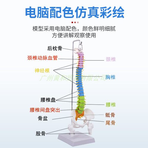 45cm正骨彩色椎体人体脊柱模型人体骨骼模型脊椎成人带胸椎骨盆 - 图1