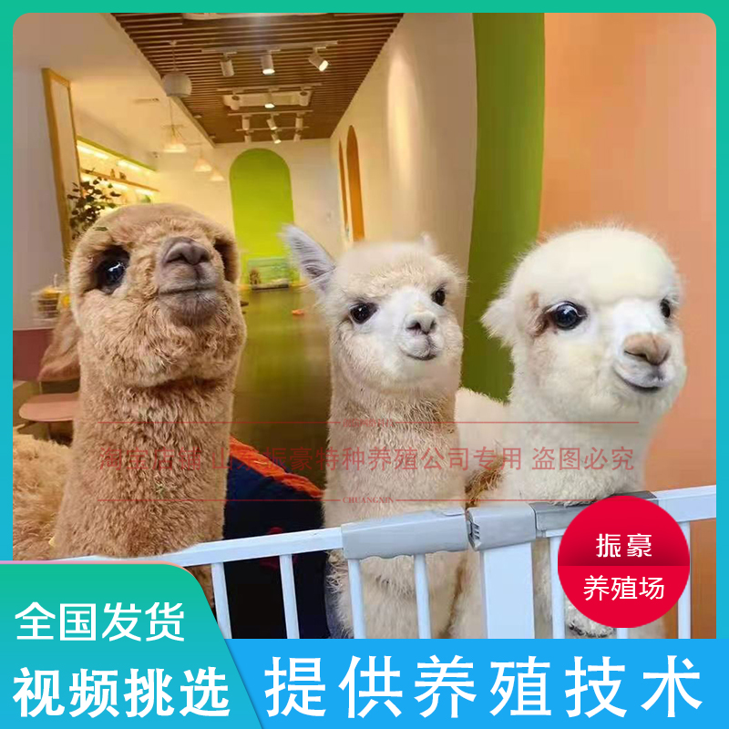 羊驼宠物家养萌宠活体小羊驼幼崽澳洲神兽草泥马羊驼活物出售租赁,淘宝优惠券,粉丝福利购,淘宝优惠卷