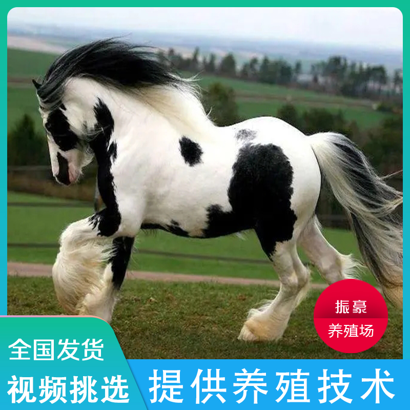 小矮马小型马活体纯种乘骑真马矮脚宠物马匹活物迷你小马驹动物_虎窝淘