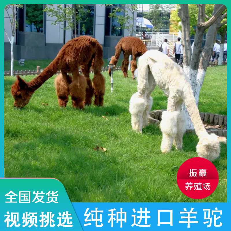 羊驼宠物家养萌宠活体小羊驼幼崽澳洲神兽草泥马羊驼活物出售租赁,淘宝优惠券,粉丝福利购,淘宝优惠卷