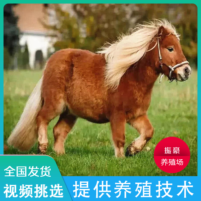 矮马活体宠物马德保矮马幼崽迷你宠物小矮马儿童骑乘真马矮马活物_虎窝淘