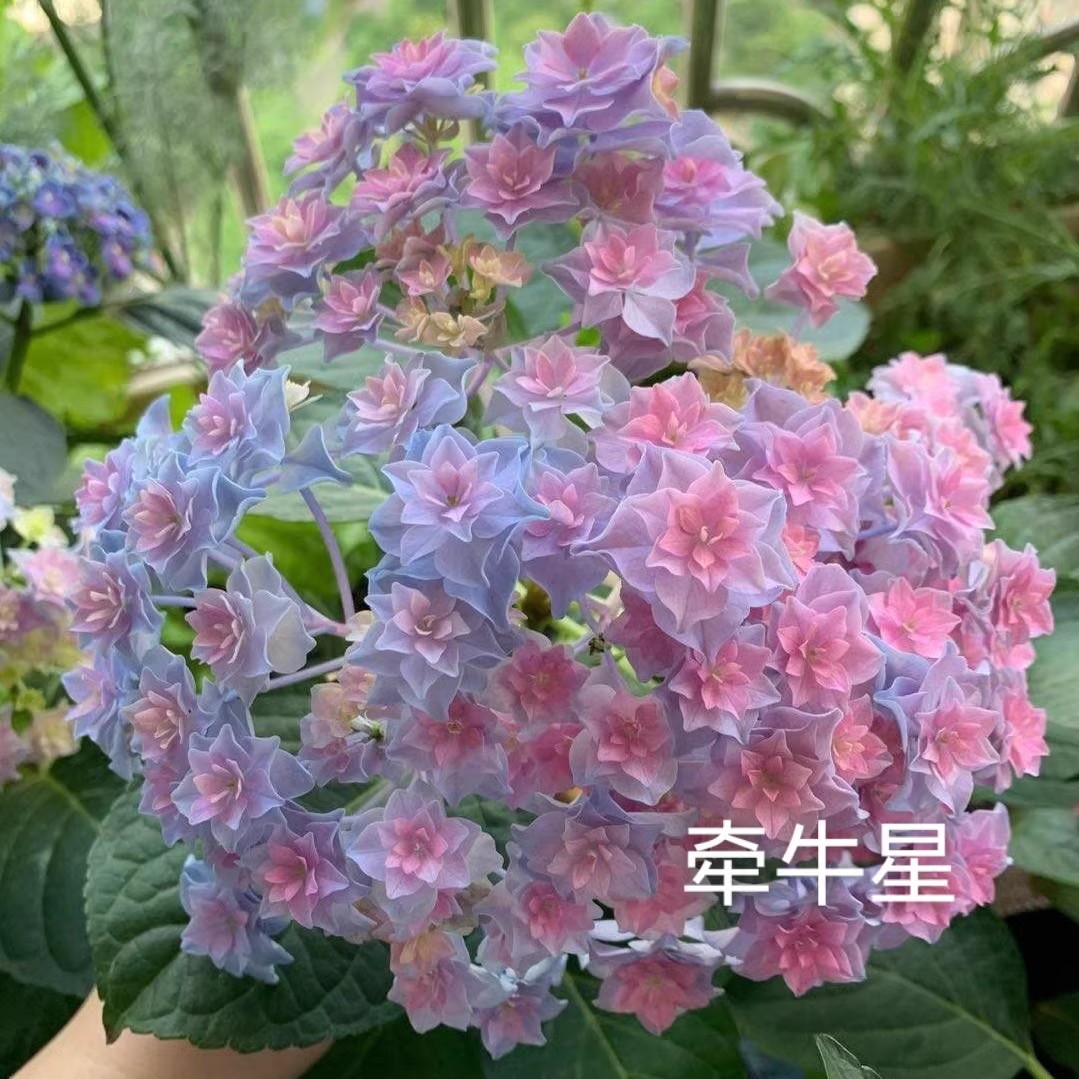 新品绣球花苗牵牛星安吉拉卡埃及艳后星手鞠莎伦伊波吕-图1