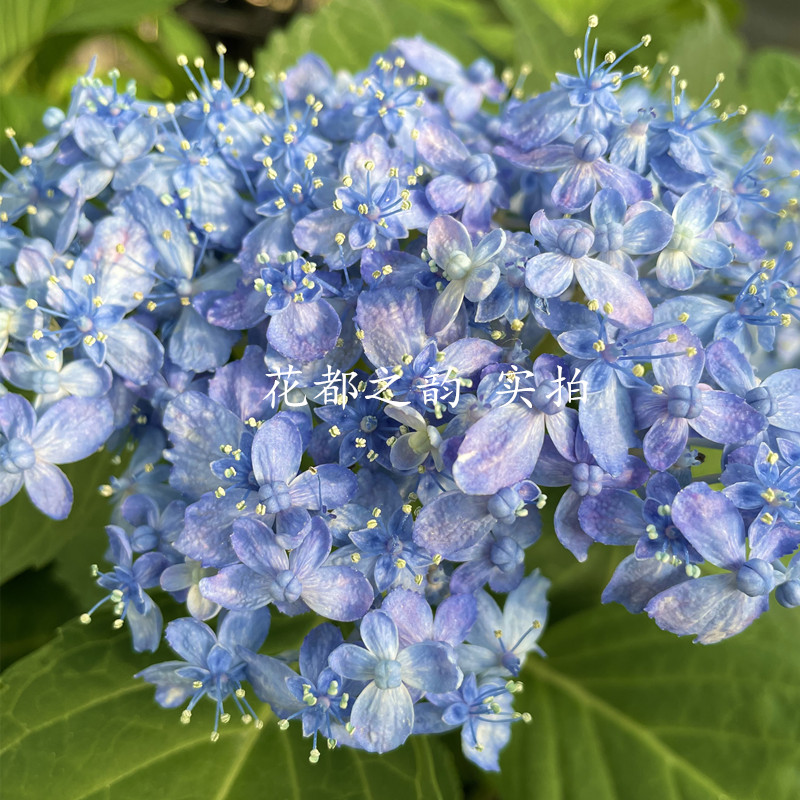 花都之韵进口大花绣球花苗无尽夏万华镜有松盆栽花卉方盆中苗-图0